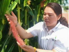 【一乡一品】小园玉米：“中国一乡一品获证产品”助力乡村振兴发展